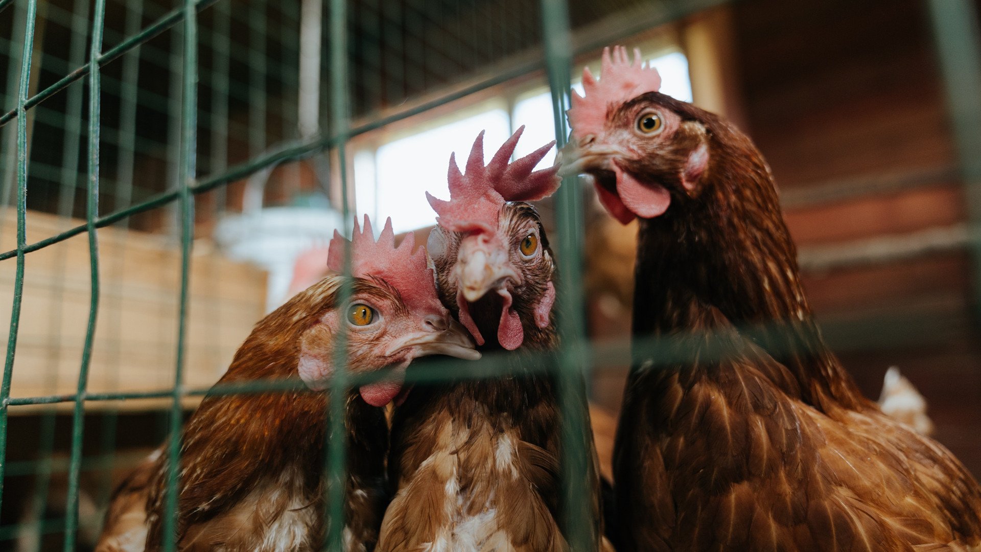 （三个扩展方向）