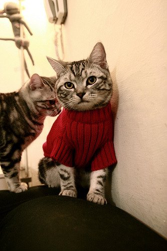 雷火电竞简介-当国王打穿热火，字母哥在另一个赛场用文字接管比赛