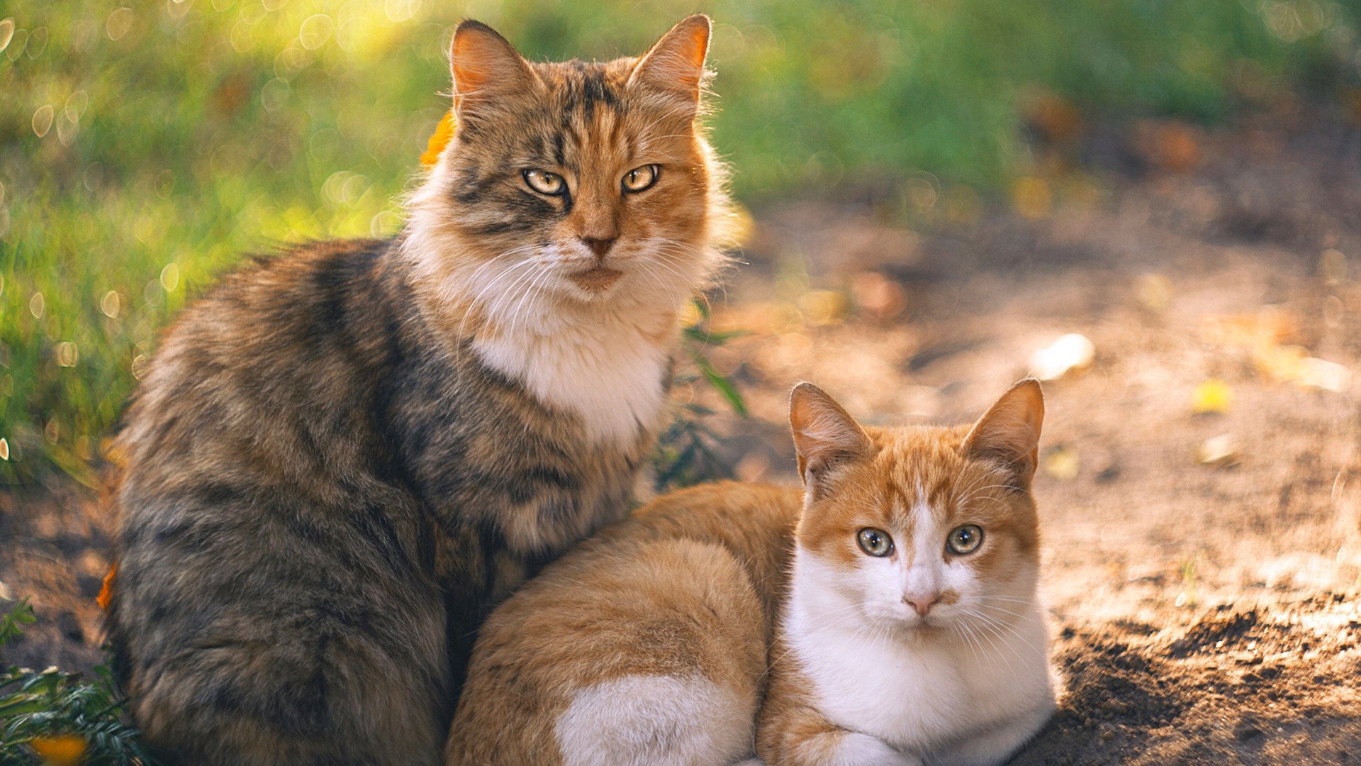 黑黄洪流冲垮老妇人,戈麦斯于无声处听惊雷
