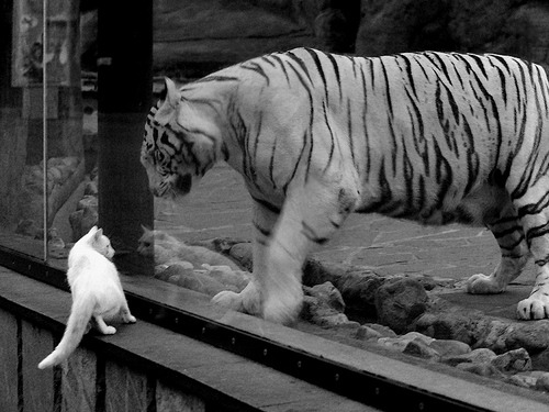 双星闪耀,当岭南绝杀遇见丹佛统治