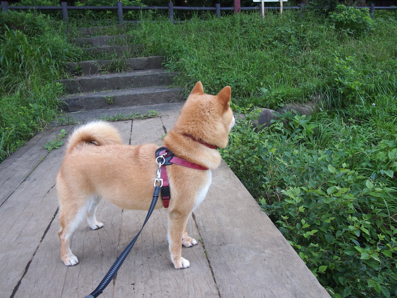 孤星闪耀撕裂城!小贾伦轰31+8斩断骑士十三连胜,开拓者强行终结东部豪强