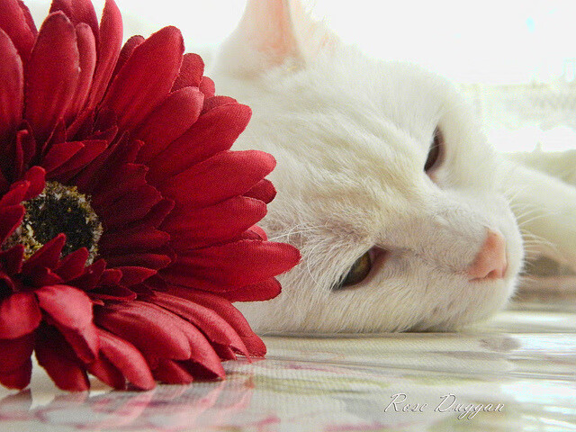 魔术闪电战击落火箭,小贾伦杀伤引擎持续轰鸣!