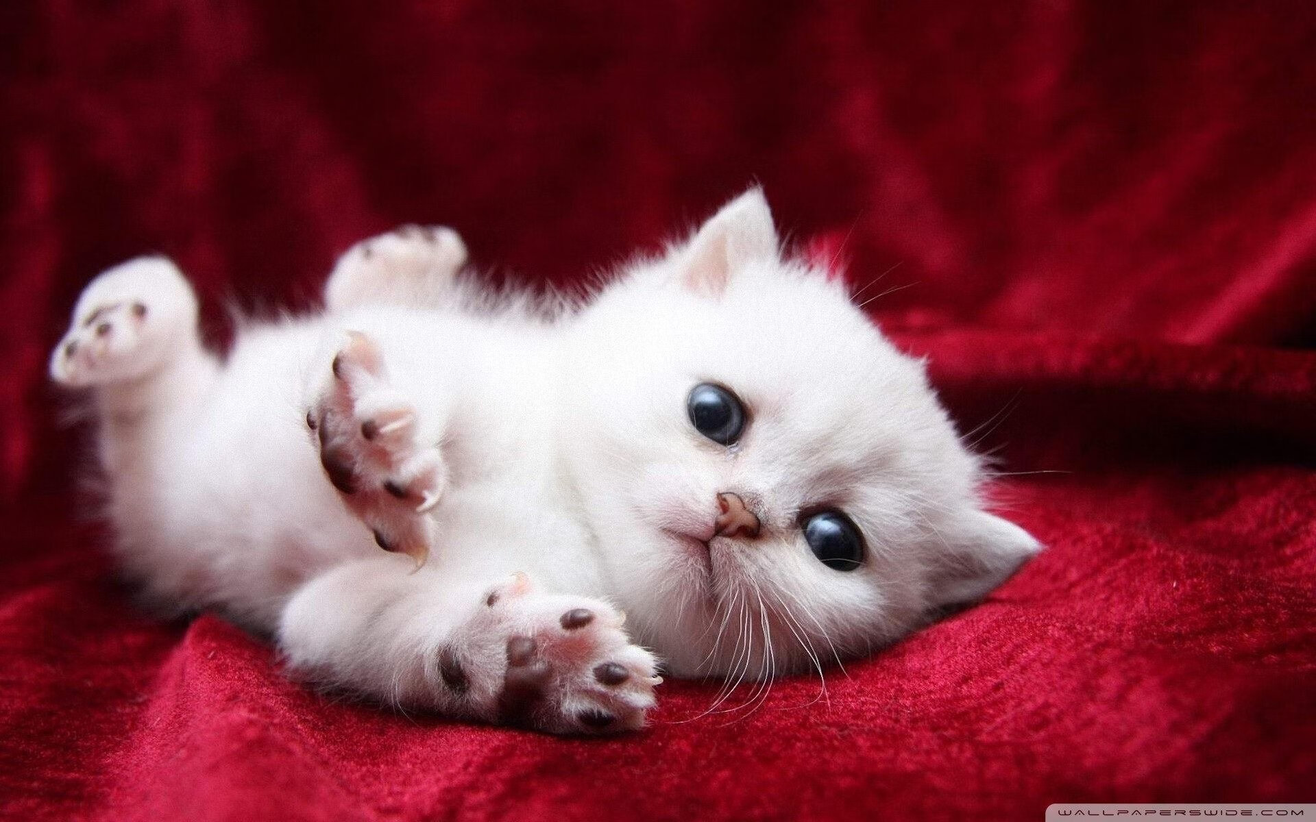 烈焰灼城!加克波终场绝杀,红军鏖战力擒墨西哥蓝十字