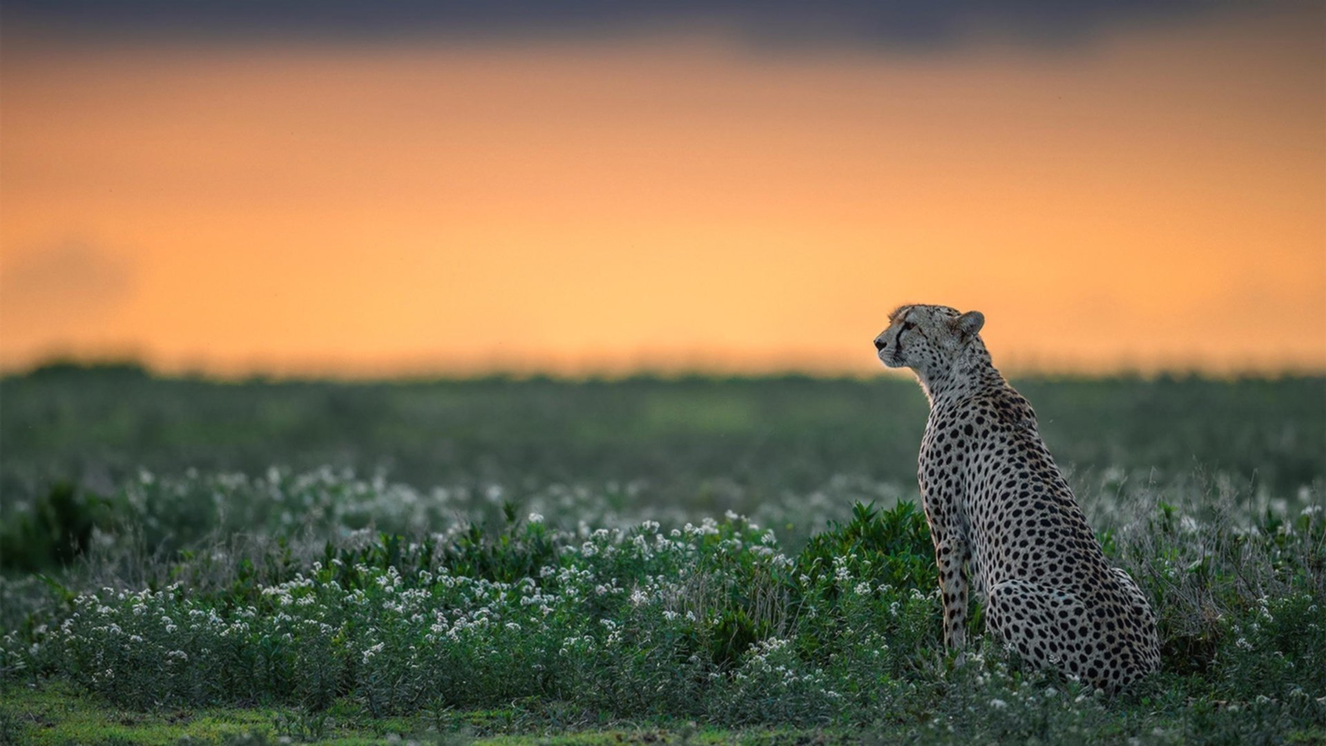 钢铁屏障与绝对领域，卡塞米罗如何让一场拉美对决变成个人统治宣言
