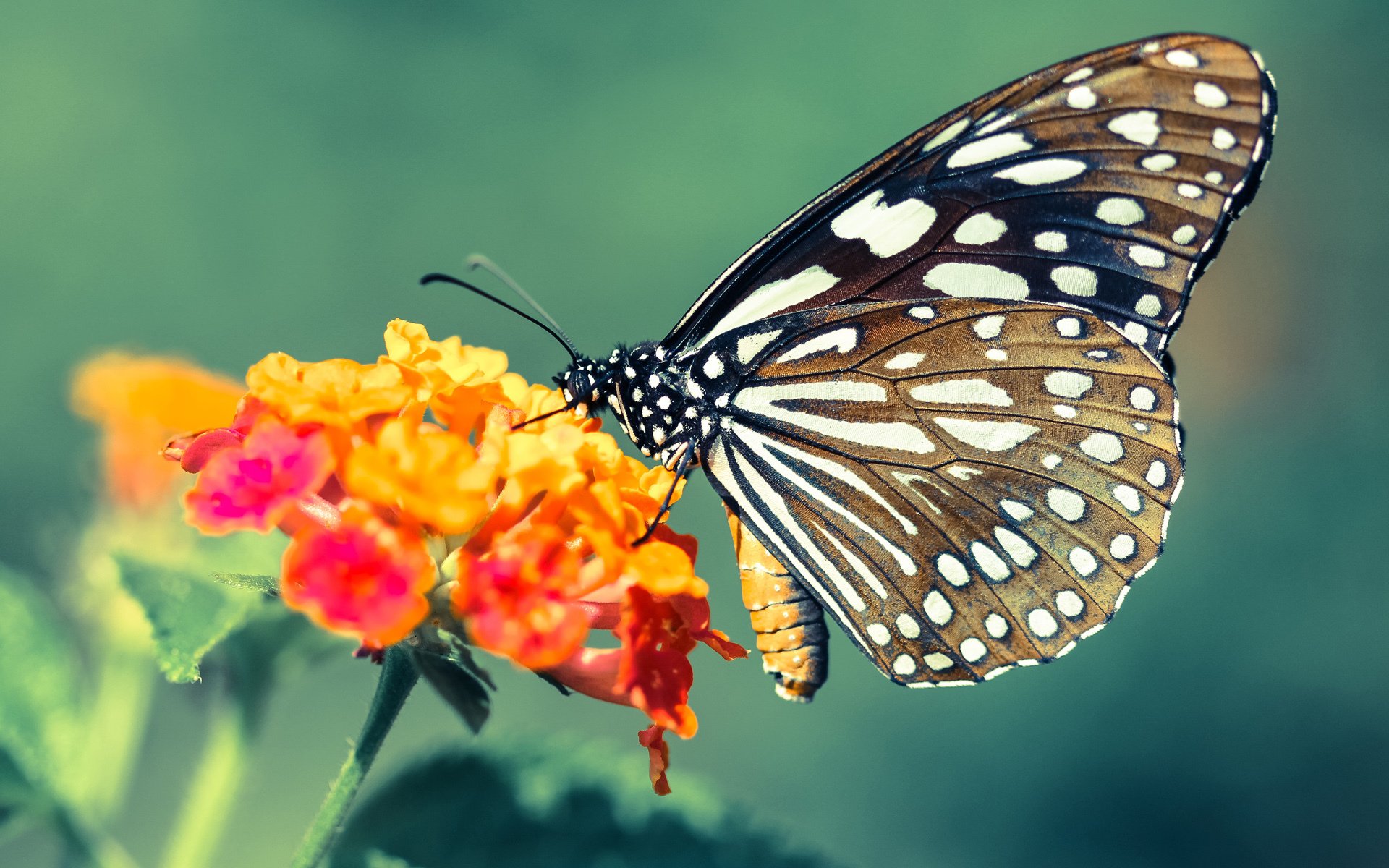 拆解外星密码，文班亚马的无解之谜与独行侠的狂胜方程式