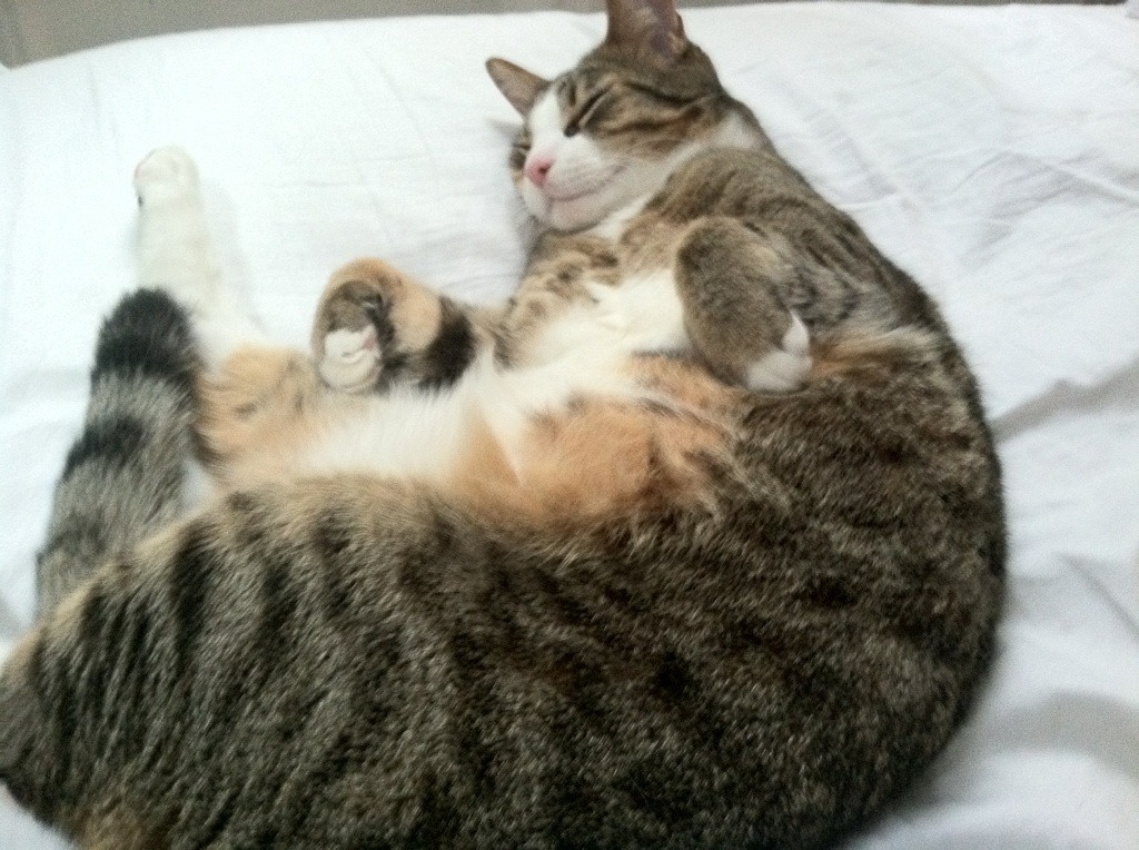 当赛道变身绿茵场,一场用轮胎演绎的威尔士式击溃—解析F1争冠战的马德里竞技困局