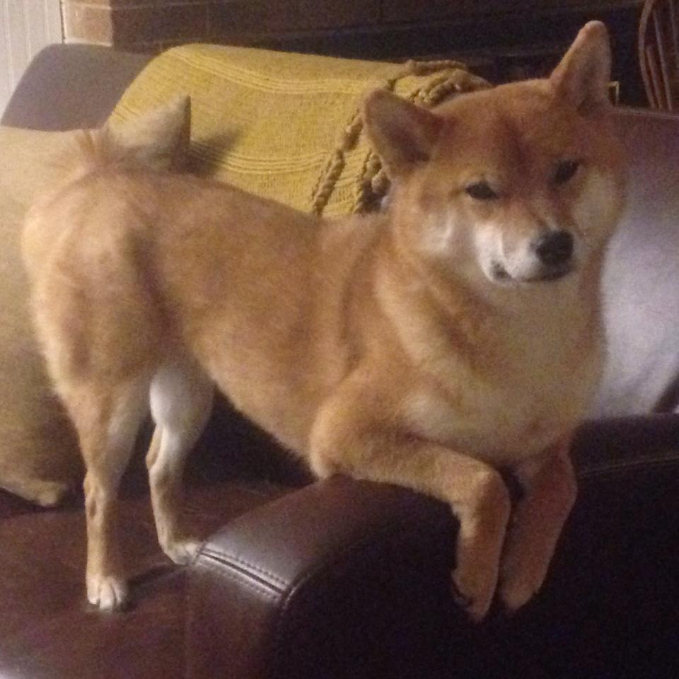 神祇与机器,当广厦的最后时刻遇见西决的冰冷杀手