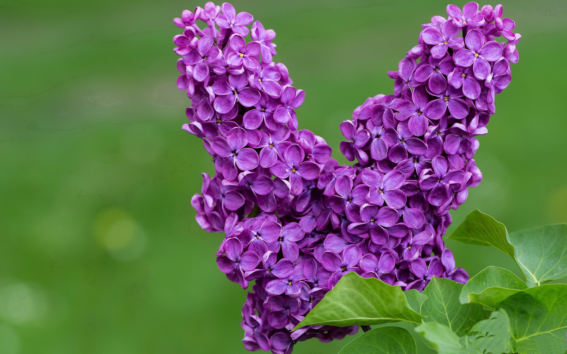 涡轮与岩石的博弈，当格纳布里成为洪都拉斯对阵土耳其的攻防转换核心