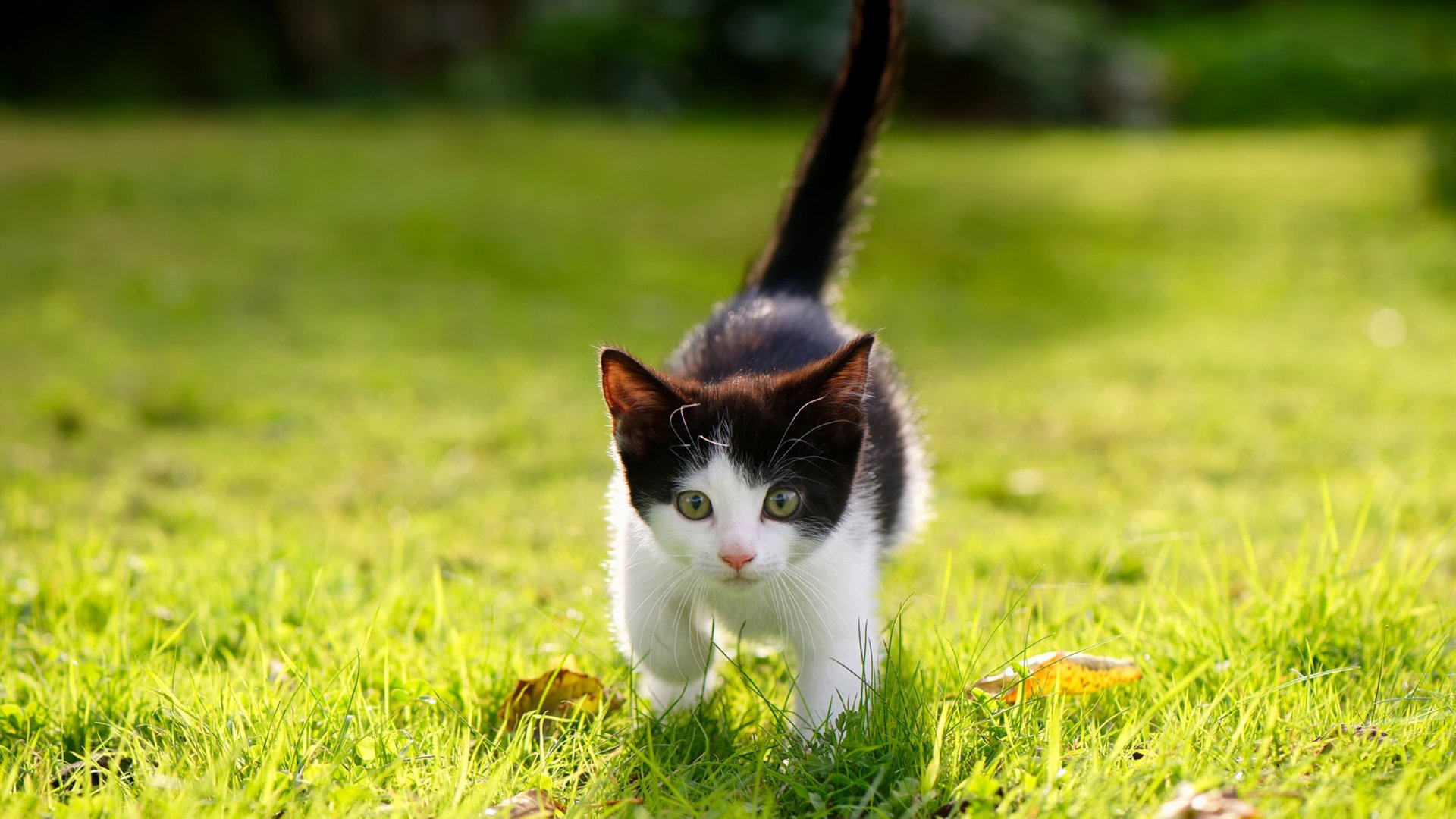 单节狂飙！火箭末节42分逆转乾坤，布伦森导演步行者噩梦