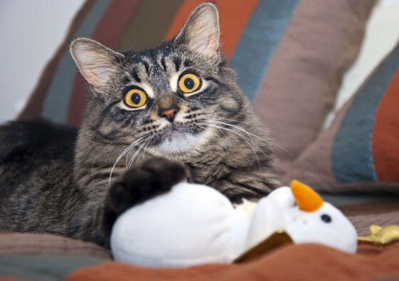 一粒进球与千里外的鏖战，穆勒如何用个人能力定义了那个下午